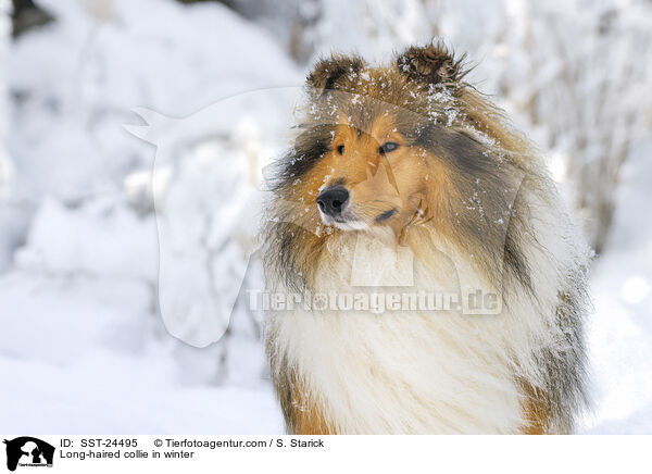 Long-haired collie in winter / SST-24495