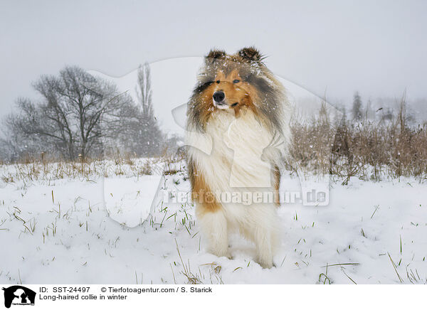 Long-haired collie in winter / SST-24497