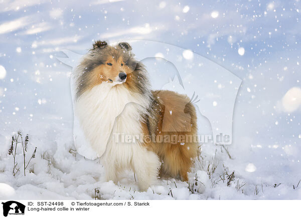 Long-haired collie in winter / SST-24498