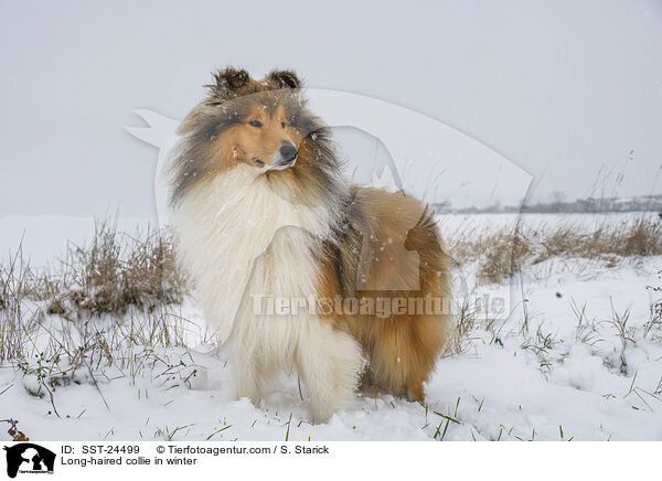Langhaarcollie im Winter / Long-haired collie in winter / SST-24499