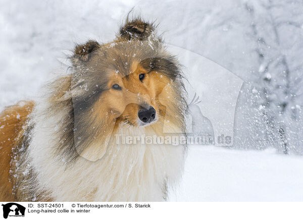 Long-haired collie in winter / SST-24501