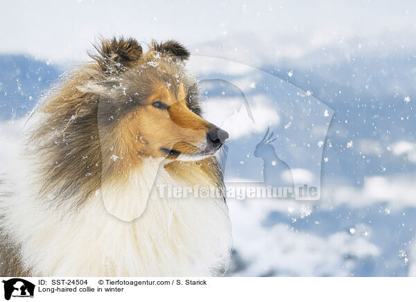 Long-haired collie in winter / SST-24504