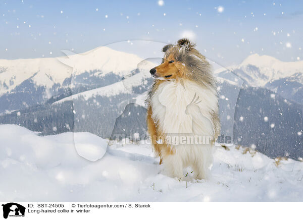 Long-haired collie in winter / SST-24505