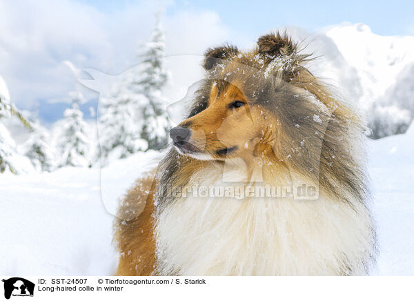 Langhaarcollie im Winter / Long-haired collie in winter / SST-24507