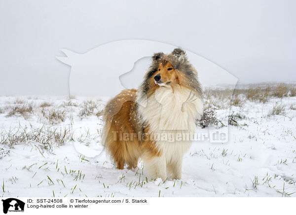 Long-haired collie in winter / SST-24508