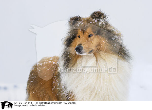 Long-haired collie in winter / SST-24511