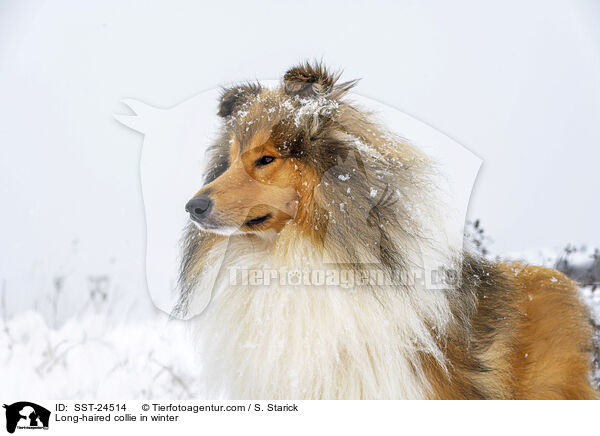 Long-haired collie in winter / SST-24514