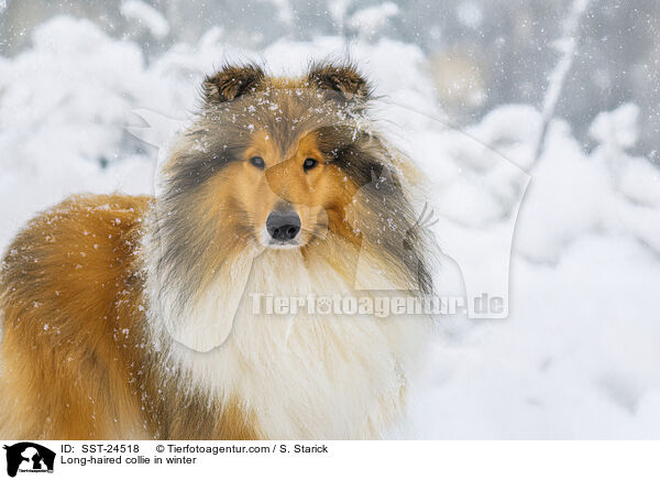 Long-haired collie in winter / SST-24518