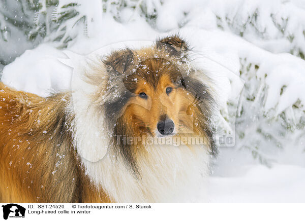 Long-haired collie in winter / SST-24520