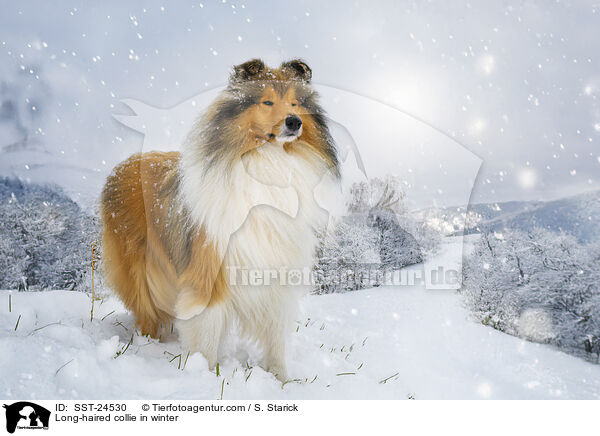 Long-haired collie in winter / SST-24530