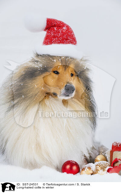 Langhaarcollie im Winter / Long-haired collie in winter / SST-24531