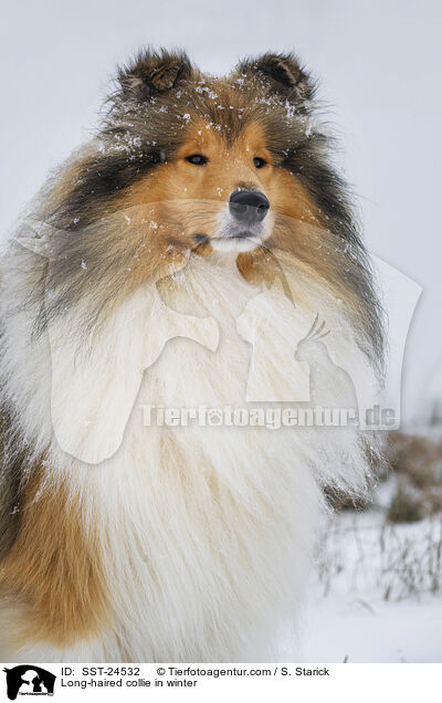 Long-haired collie in winter / SST-24532