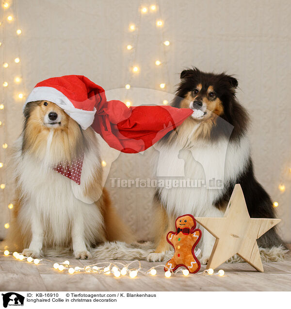 Langhaarcollie in Weihnachstdeko / longhaired Collie in christmas decoration / KB-16910