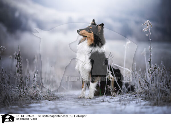 Langhaarcollie / longhaired Collie / CF-02526