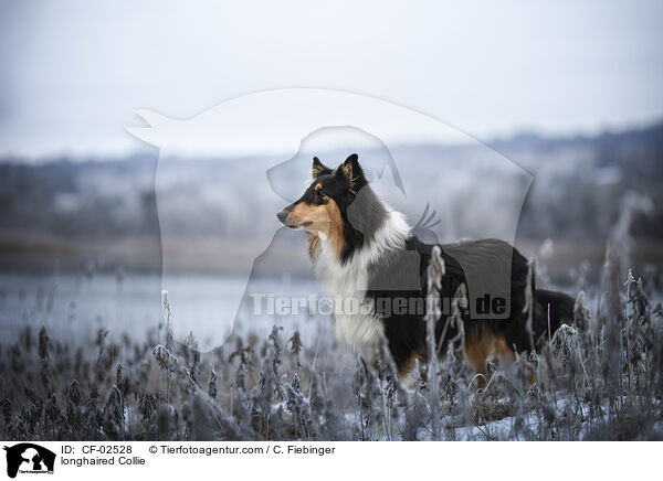 longhaired Collie / CF-02528