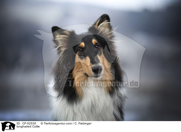 Langhaarcollie / longhaired Collie / CF-02530