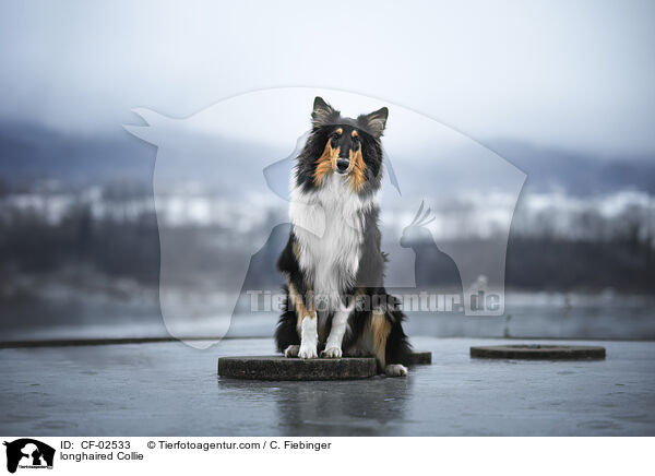 Langhaarcollie / longhaired Collie / CF-02533