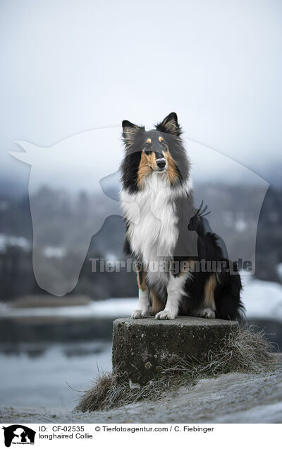 longhaired Collie / CF-02535
