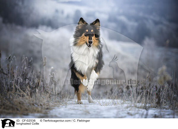 Langhaarcollie / longhaired Collie / CF-02536