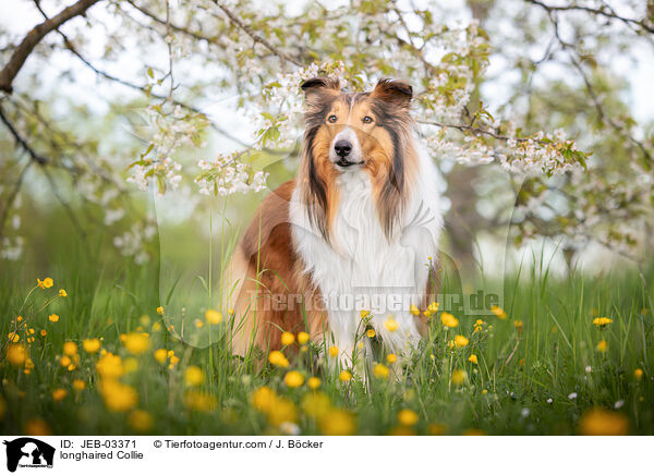 Langhaarcollie / longhaired Collie / JEB-03371