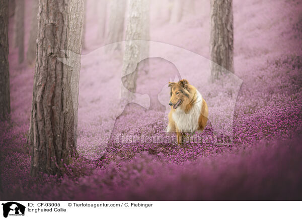 Langhaarcollie / longhaired Collie / CF-03005