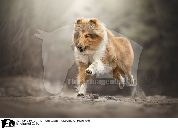 Langhaarcollie / longhaired Collie / CF-03010