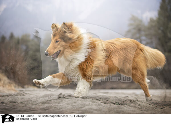 Langhaarcollie / longhaired Collie / CF-03013