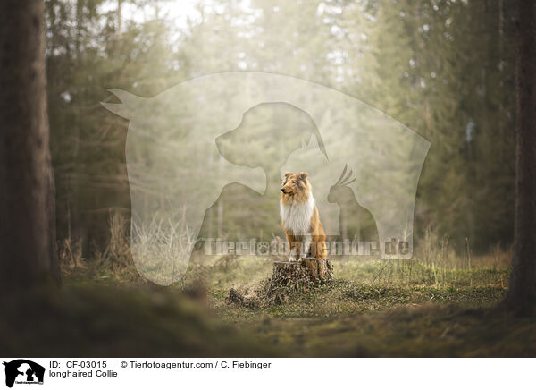 Langhaarcollie / longhaired Collie / CF-03015