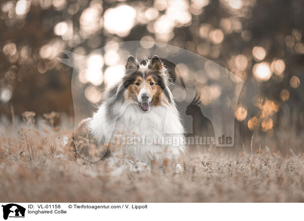 Langhaarcollie / longhaired Collie / VL-01158