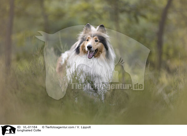 Langhaarcollie / longhaired Collie / VL-01164