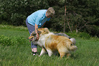 Collie