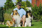 sitting Collie