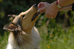 Collie Portrait