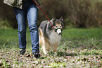 longhaired Collie