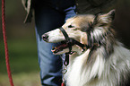 longhaired Collie