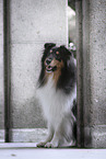 longhaired Collie