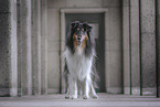 longhaired Collie