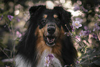 longhaired Collie