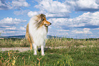 longhaired Collie