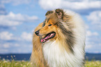 longhaired Collie