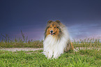 longhaired Collie