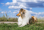 longhaired Collie