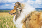 longhaired Collie