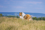 longhaired Collie