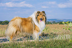 longhaired Collie