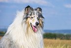 longhaired Collie