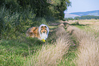 longhaired Collie