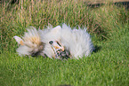 longhaired Collie