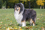 longhaired Collie