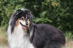 longhaired Collie